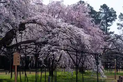 賀茂別雷神社（上賀茂神社）(京都府)