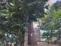 鎮守氷川神社(埼玉県)