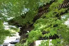 安国寺の山門