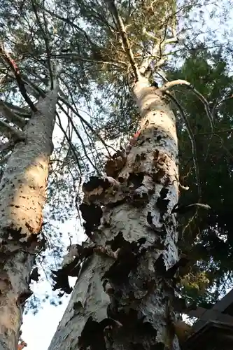 諏訪大社下社秋宮(長野県)