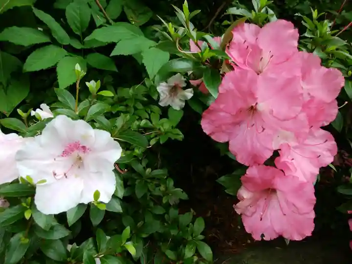 虻田神社の自然