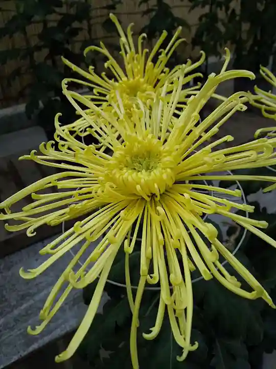 明治神宮の自然