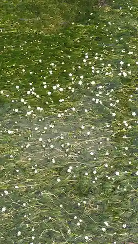 吸湖山　青岸寺の自然