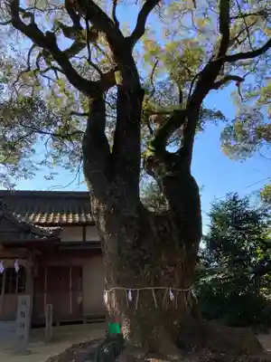 保内八幡神社の自然