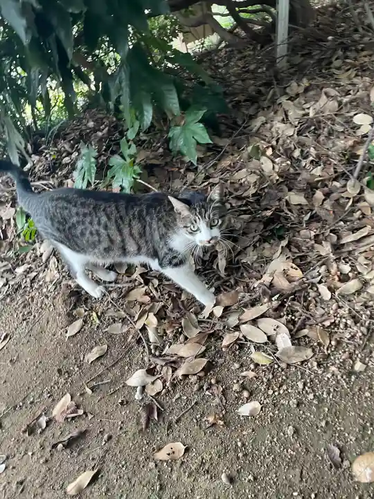 前玉神社(埼玉県)