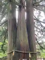 戸隠神社中社(長野県)