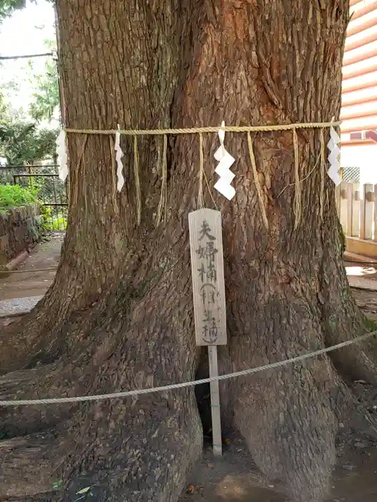 諏訪神社の自然