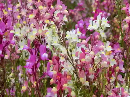 東本願寺本廟 牛久浄苑（牛久大仏）の自然