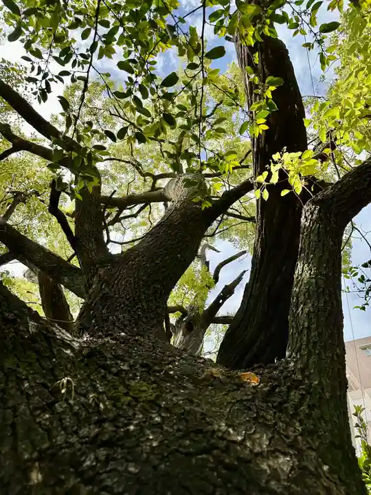 若一神社の自然