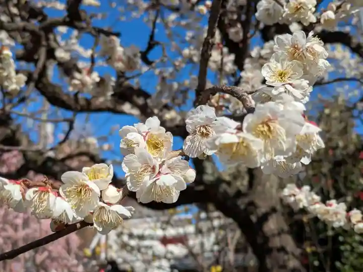 亀戸天神社の自然