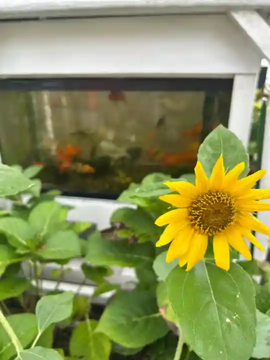 別小江神社(愛知県)