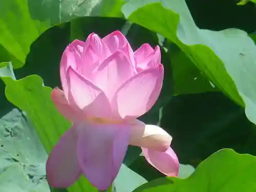 鶴岡八幡宮の自然