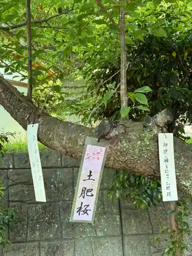 土肥神社の{uncategorized: "未分類", other: "その他", undefined: "問題あり", building: "その他建物", grave: "お墓", sacred_gate: "鳥居", guardian: "狛犬", statue: "像", buddha: "仏像", history: "歴史", nature: "自然", garden: "庭園", animal: "動物", pagoda: "塔", temizu: "手水舎", mountain_gate: "山門・神門", sanctuary: "本殿・本堂", subordinate: "末社・摂社", art: "芸術", scenery: "景色", jizo: "地蔵", ema: "絵馬", goshuin: "御朱印", omikuji: "おみくじ", items: "授与品その他", amulet: "お守り", goshuincho: "御朱印帳", eats: "食事", festival: "お祭り", votive_dance: "神楽", shichigosan: "七五三参", wedding: "結婚式", experience: "体験その他", initially: "初詣", around: "周辺", anti_infection: "感染症対策"}