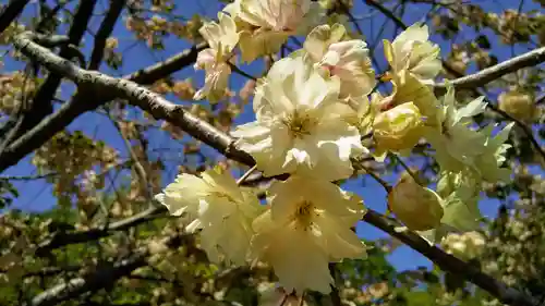 有珠善光寺の自然