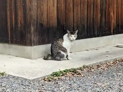 八幡社（柏井町）の動物
