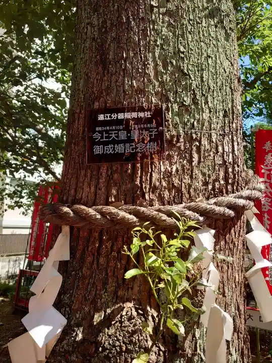遠江分器稲荷神社の自然