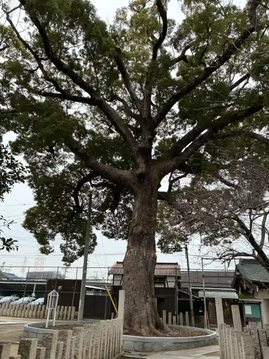 阿麻美許曽神社の{uncategorized: "未分類", other: "その他", undefined: "問題あり", building: "その他建物", grave: "お墓", sacred_gate: "鳥居", guardian: "狛犬", statue: "像", buddha: "仏像", history: "歴史", nature: "自然", garden: "庭園", animal: "動物", pagoda: "塔", temizu: "手水舎", mountain_gate: "山門・神門", sanctuary: "本殿・本堂", subordinate: "末社・摂社", art: "芸術", scenery: "景色", jizo: "地蔵", ema: "絵馬", goshuin: "御朱印", omikuji: "おみくじ", items: "授与品その他", amulet: "お守り", goshuincho: "御朱印帳", eats: "食事", festival: "お祭り", votive_dance: "神楽", shichigosan: "七五三参", wedding: "結婚式", experience: "体験その他", initially: "初詣", around: "周辺", anti_infection: "感染症対策"}