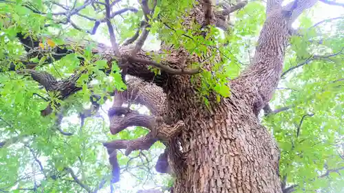 神明社（神明社 白山社合殿）の自然