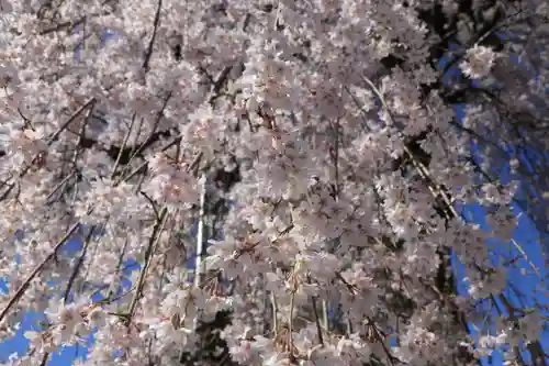 龍光寺の庭園