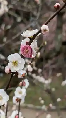 北野天満宮(京都府)