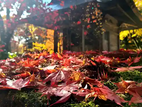 如法寺（鳥追観音）の自然