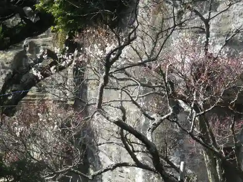 浄光明寺の自然