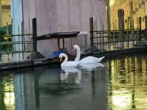 頂法寺（六角堂）の動物