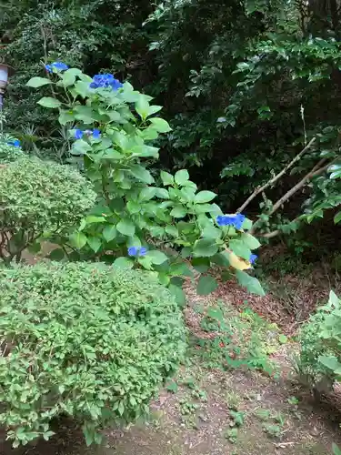 武州柿生琴平神社の自然