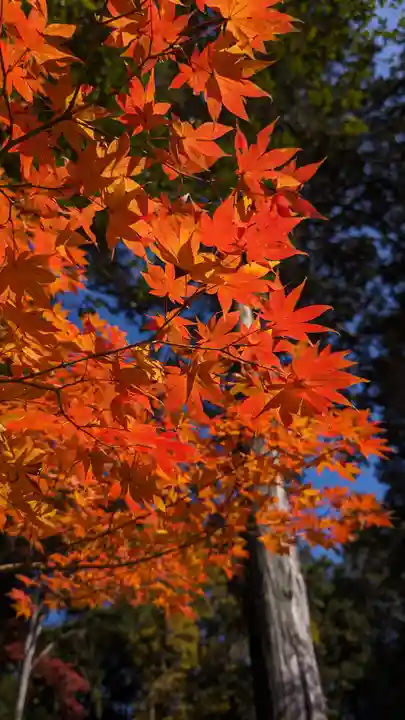 くろ谷 金戒光明寺(京都府)