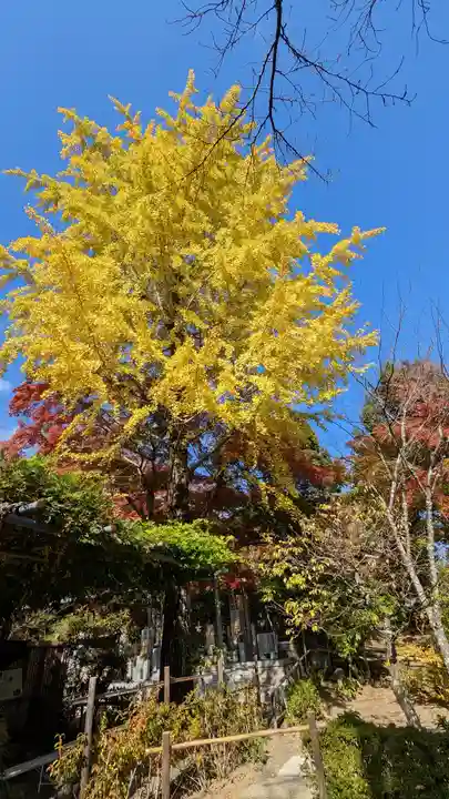 二尊院(京都府)