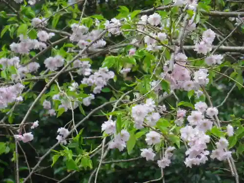 甘縄神明神社（甘縄神明宮）の自然