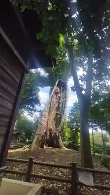 白鬚神社(埼玉県)