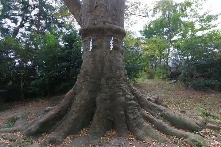 愛宕神社の自然