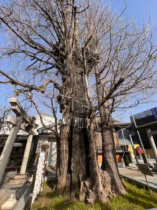 飛木稲荷神社の自然