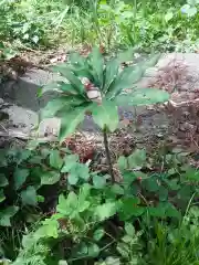 八幡神社の自然