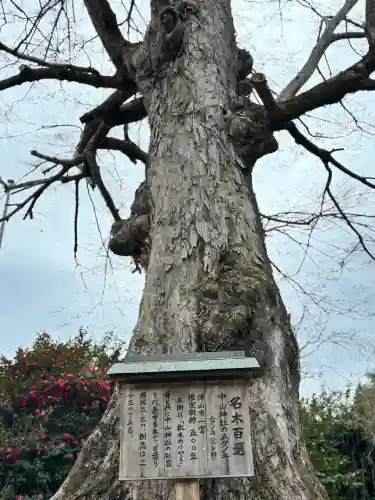 中山神社の{uncategorized: "未分類", other: "その他", undefined: "問題あり", building: "その他建物", grave: "お墓", sacred_gate: "鳥居", guardian: "狛犬", statue: "像", buddha: "仏像", history: "歴史", nature: "自然", garden: "庭園", animal: "動物", pagoda: "塔", temizu: "手水舎", mountain_gate: "山門・神門", sanctuary: "本殿・本堂", subordinate: "末社・摂社", art: "芸術", scenery: "景色", jizo: "地蔵", ema: "絵馬", goshuin: "御朱印", omikuji: "おみくじ", items: "授与品その他", amulet: "お守り", goshuincho: "御朱印帳", eats: "食事", festival: "お祭り", votive_dance: "神楽", shichigosan: "七五三参", wedding: "結婚式", experience: "体験その他", initially: "初詣", around: "周辺", anti_infection: "感染症対策"}