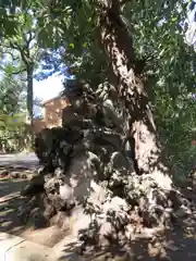 赤坂氷川神社の狛犬