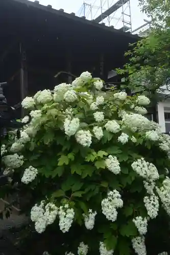 高幡不動尊　金剛寺(東京都)