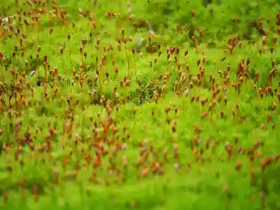 長壽寺（長寿寺）(神奈川県)