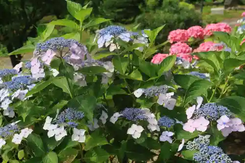 阿久津「田村神社」（郡山市阿久津町）旧社名：伊豆箱根三嶋三社の庭園