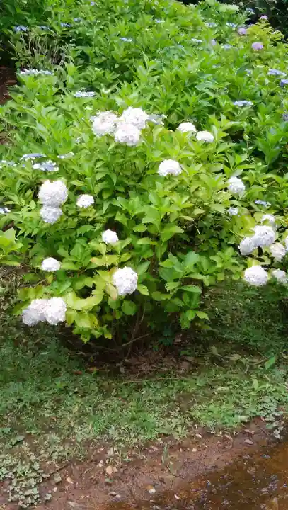 天台宗 長窪山 正覚寺の自然