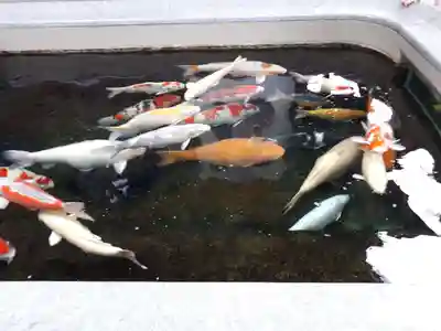 大聖観音寺（あびこ観音）(大阪府)