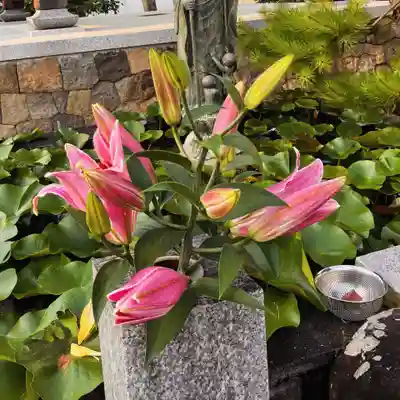 真言宗　善通寺派　薬王寺(香川県)