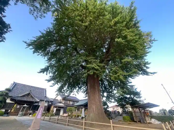 福性寺(千葉県)