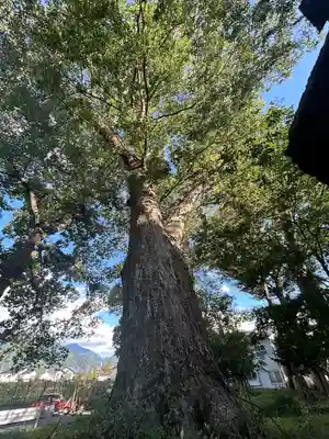 八坂神社(長野県)