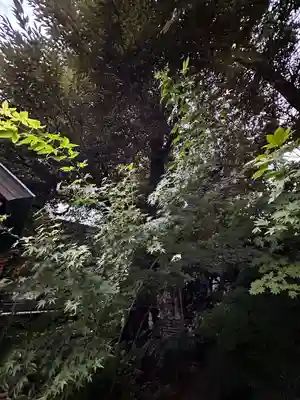 東京大神宮(東京都)