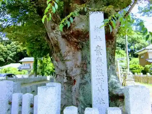 素鵞熊野神社の自然