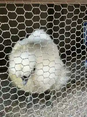 櫻木神社(東京都)