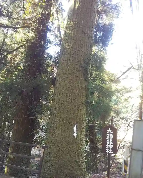 九頭龍神社の自然