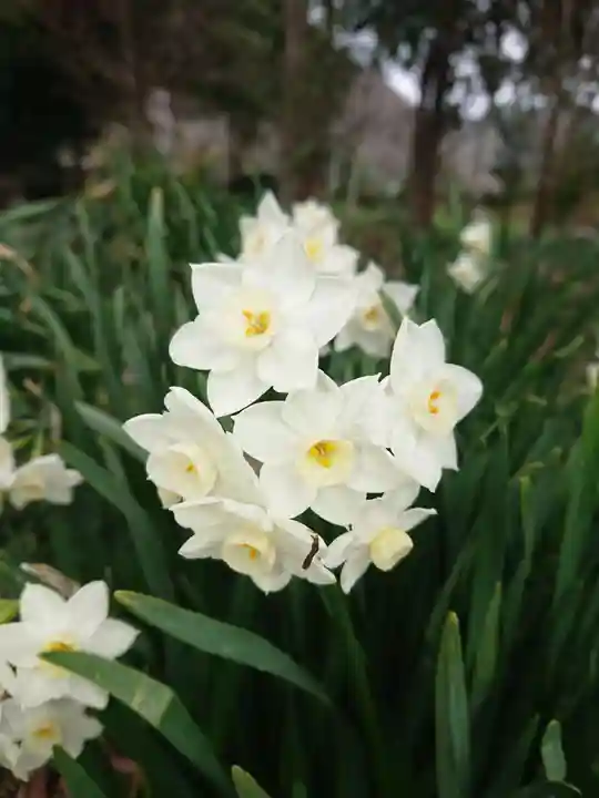 賀羅加波神社の自然